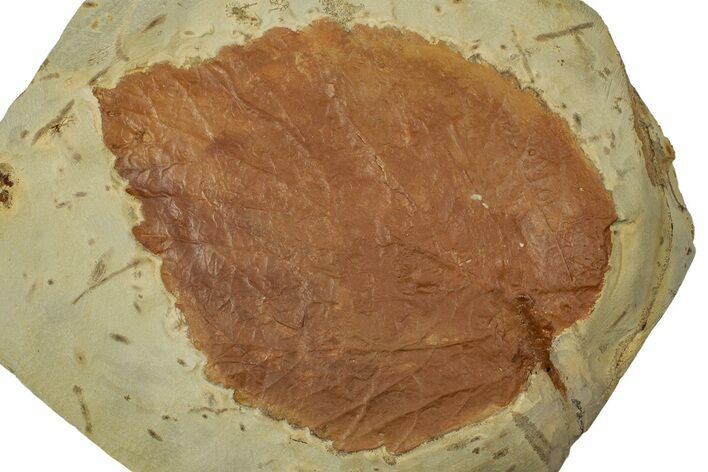 Paleocene Fossil Leaf (Davidia) - Montana #356523